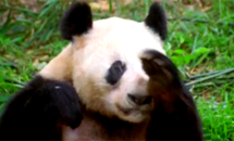 Video-Sneezing-Panda Thumbnail