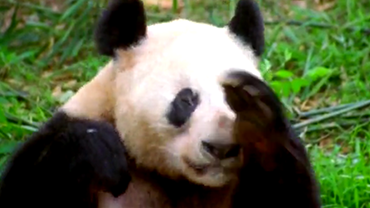 Video-Sneezing-Panda