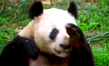 Sneezing Panda